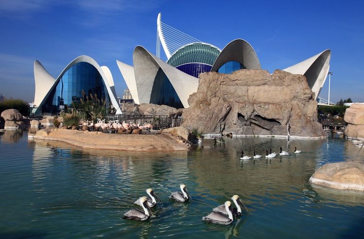 Ciudad de las Artes y las Ciencias image